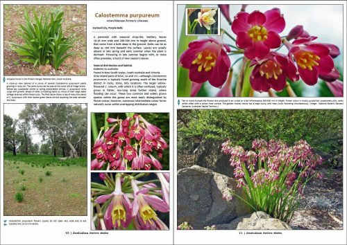 Australian Native Bulbs (Including Bulbous, Cormous and Tuberous Plants) - Image 2