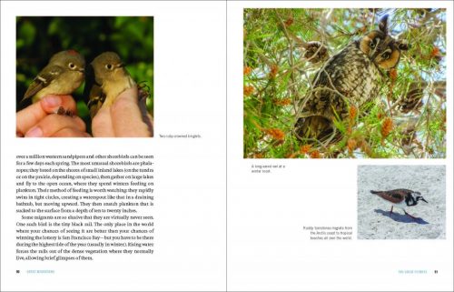 Wildlife Spectacles:  Mass Migrations, Mating Rituals, and Other Fascinating Animal Behaviors - Image 2