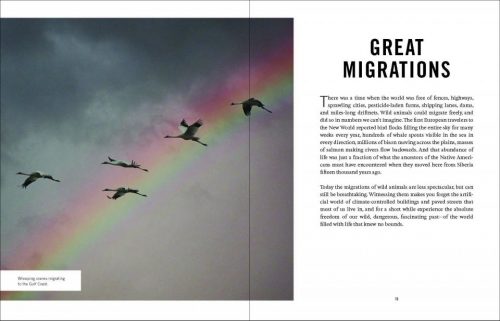 Wildlife Spectacles:  Mass Migrations, Mating Rituals, and Other Fascinating Animal Behaviors - Image 3