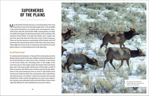 Wildlife Spectacles:  Mass Migrations, Mating Rituals, and Other Fascinating Animal Behaviors - Image 4
