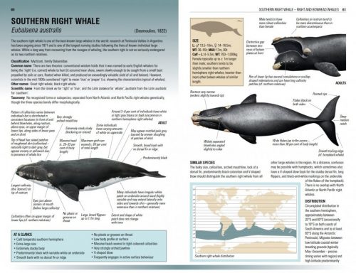 Handbook of Whales, Dolphins and Porpoises - Image 2
