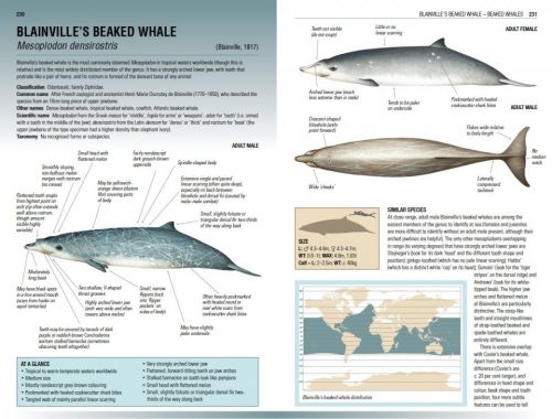 Handbook of Whales, Dolphins and Porpoises - Image 3