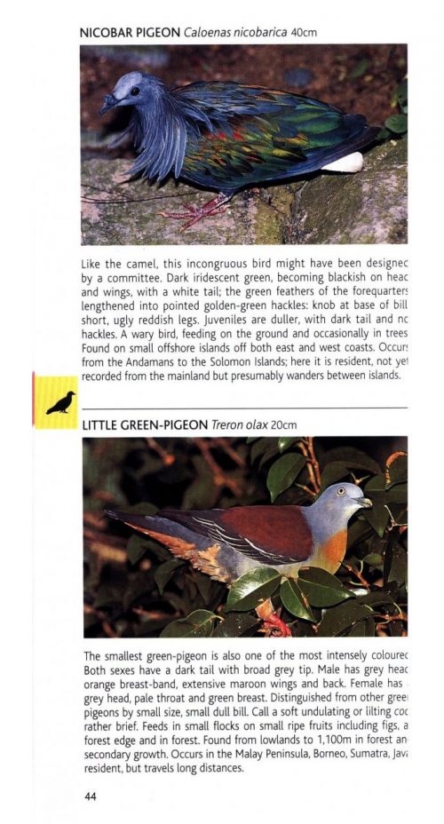 Birds of Peninsular Malaysia and Singapore (Pocket Photo Guide) - Image 3