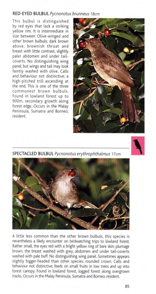 Birds of Peninsular Malaysia and Singapore (Pocket Photo Guide) - Image 4