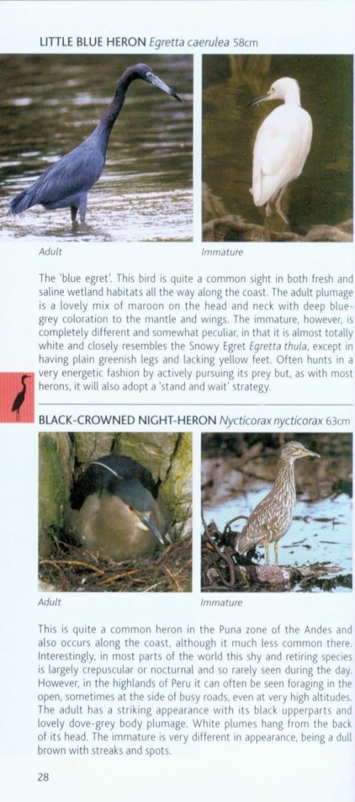 Birds of Peru (Pocket Photo Guide) - Image 2