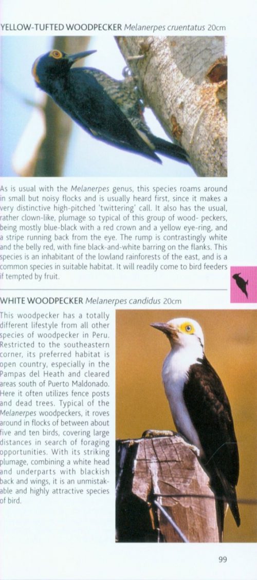 Birds of Peru (Pocket Photo Guide) - Image 4