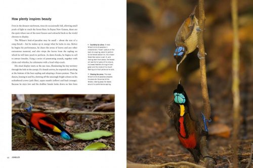 Planet Earth II:  A New World Revealed - Image 2