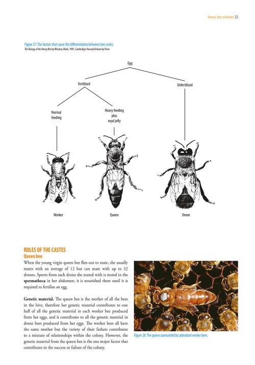 Pollination Using Honey Bees:  A Practical Handbook - Image 2