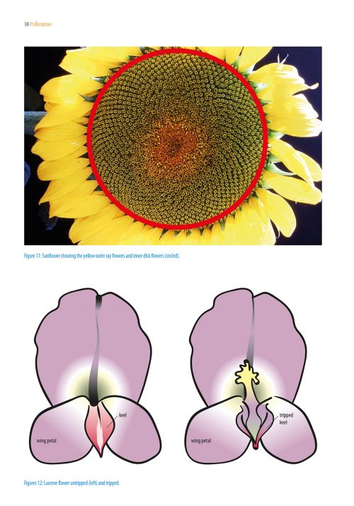 Pollination Using Honey Bees:  A Practical Handbook - Image 3