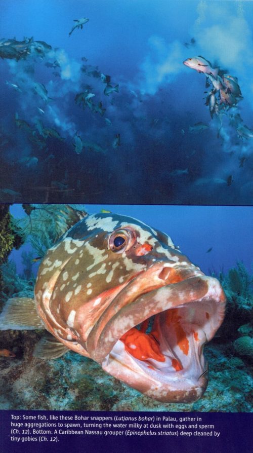 Reef Life:  An Underwater Memoir - Image 2