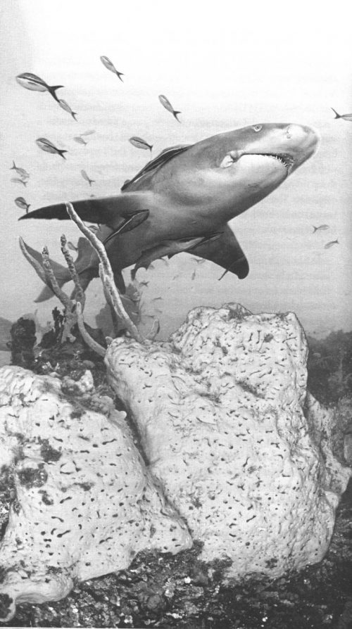 Reef Life:  An Underwater Memoir - Image 3