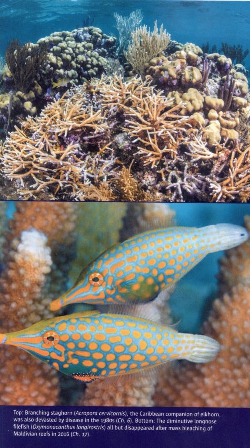 Reef Life:  An Underwater Memoir - Image 5