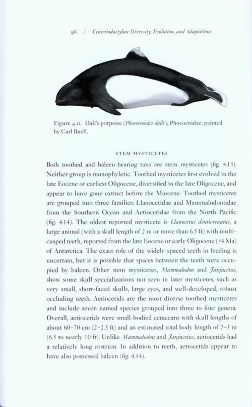 Return to the Sea: The Life and Evolutionary Times of Marine Mammals - Image 4