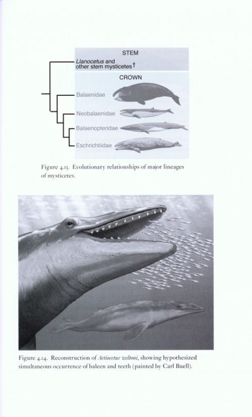 Return to the Sea: The Life and Evolutionary Times of Marine Mammals - Image 5