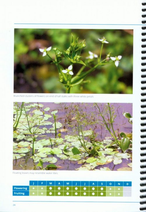 Wetland Plants of the Townsville-Burdekin Flood Plain - Image 2
