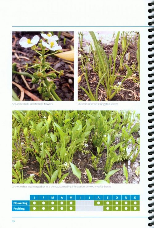 Wetland Plants of the Townsville-Burdekin Flood Plain - Image 4