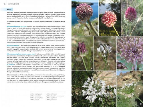 Field Guide to the Wild Flowers of the Eastern Mediterranean - Image 6