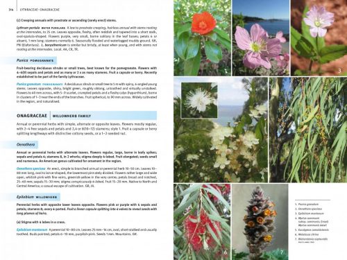 Field Guide to the Wild Flowers of the Eastern Mediterranean - Image 7