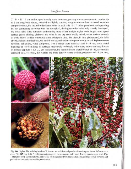 The Genus Schefflera in Sabah, Malaysian Borneo - Image 3