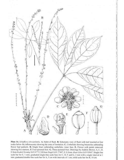 The Genus Schefflera in Sabah, Malaysian Borneo - Image 4