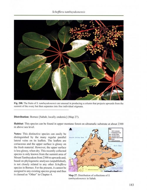 The Genus Schefflera in Sabah, Malaysian Borneo - Image 5