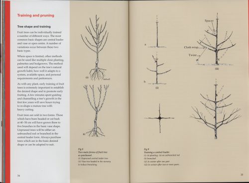 Pruning for Fruit - Image 3