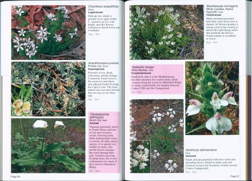 Find That Flower Colour:  Guide to the Wildflowers of the Cape to Cape Track and Australia's Southwest Corner (Revised Third Edition) - Image 4