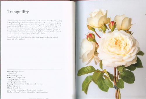 Roses: Beautiful Varieties For Home And Garden - Image 4