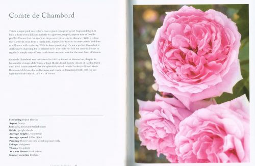 Roses: Beautiful Varieties For Home And Garden - Image 3