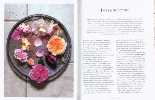 Roses: Beautiful Varieties For Home And Garden - Image 2