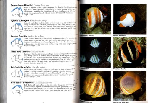 Guide to Sea Fishes of Australia:  A Comprehensive and Practical Handbook that Identifies Fishes Commonly Seen in Australian Waters - Image 2