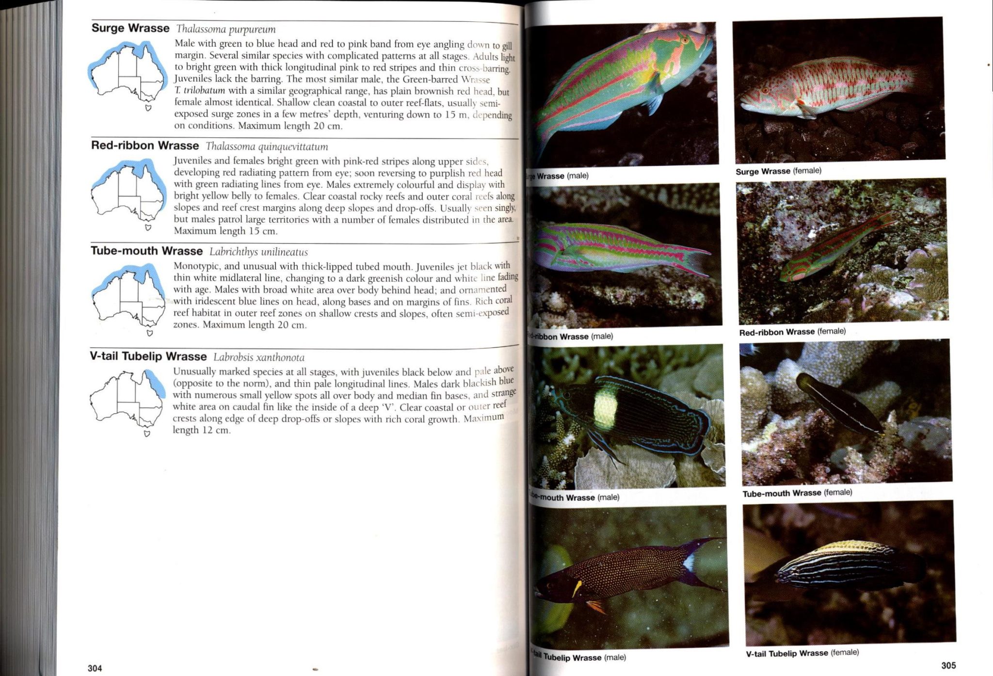 Guide to Sea Fishes of Australia A Comprehensive and Practical Handbook that Identifies Fishes