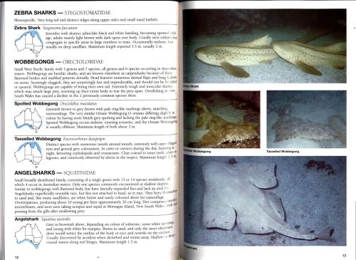 Guide to Sea Fishes of Australia:  A Comprehensive and Practical Handbook that Identifies Fishes Commonly Seen in Australian Waters - Image 5