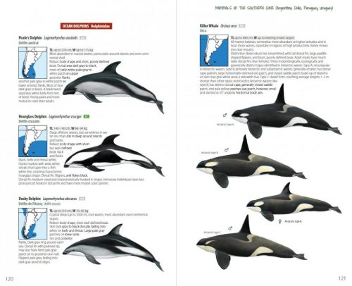 Mammals of the Southern Cone:  Argentina, Chile, Paraguay, Uruguay - Image 4