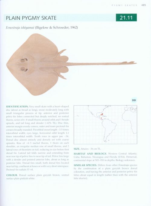 Rays of the World - Image 5