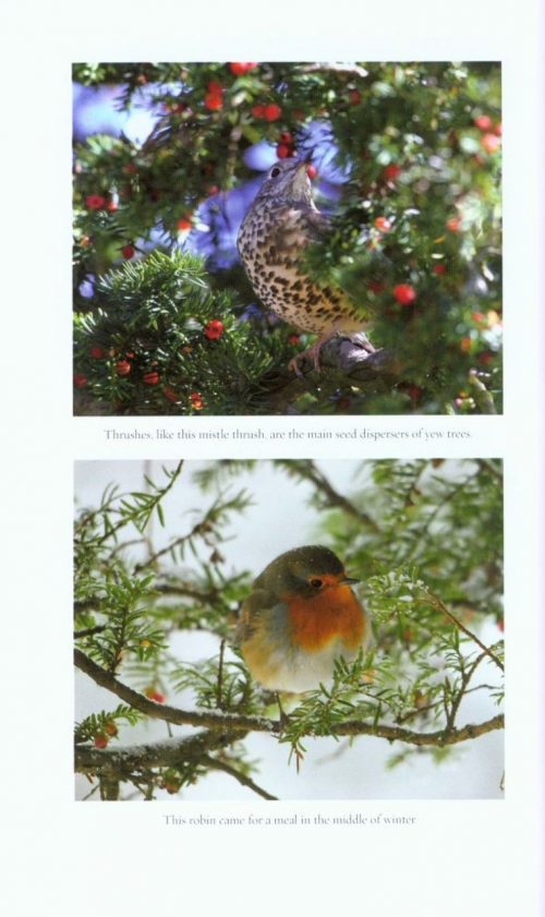 Yew - Image 4
