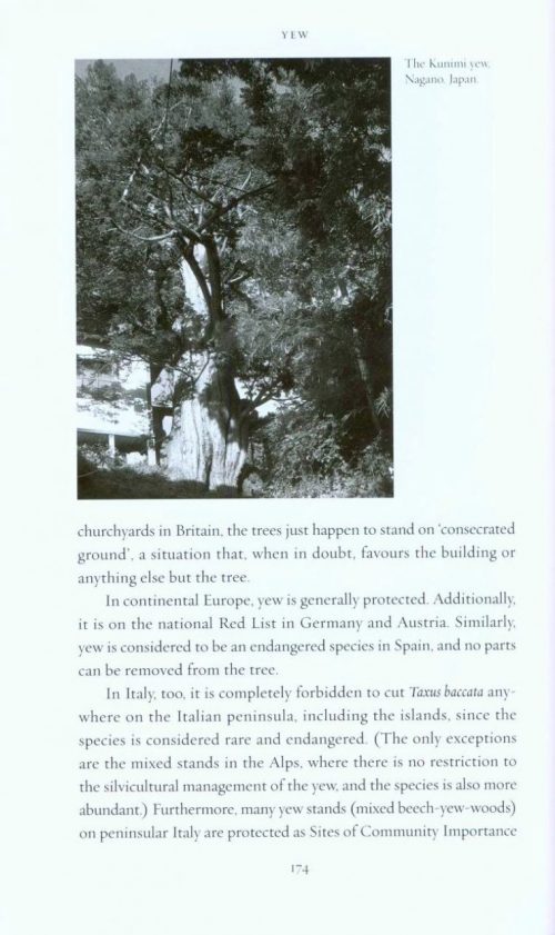 Yew - Image 2
