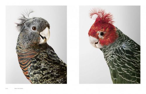 Birdland - Image 2