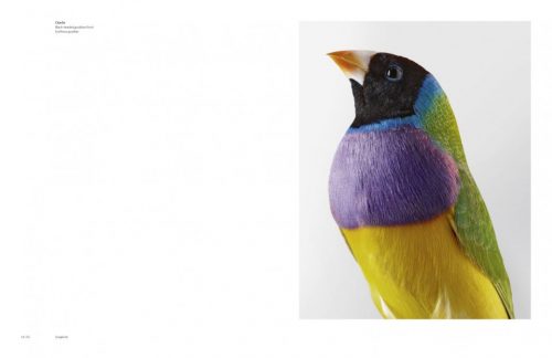 Birdland - Image 3