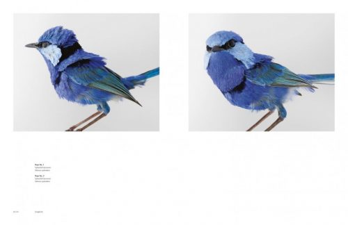 Birdland - Image 4