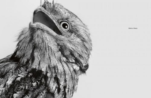 Birdland - Image 5