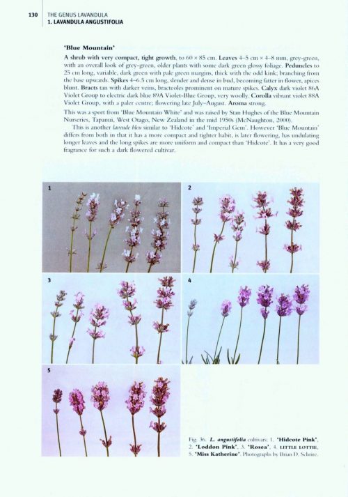 The Genus Lavandula - Image 2