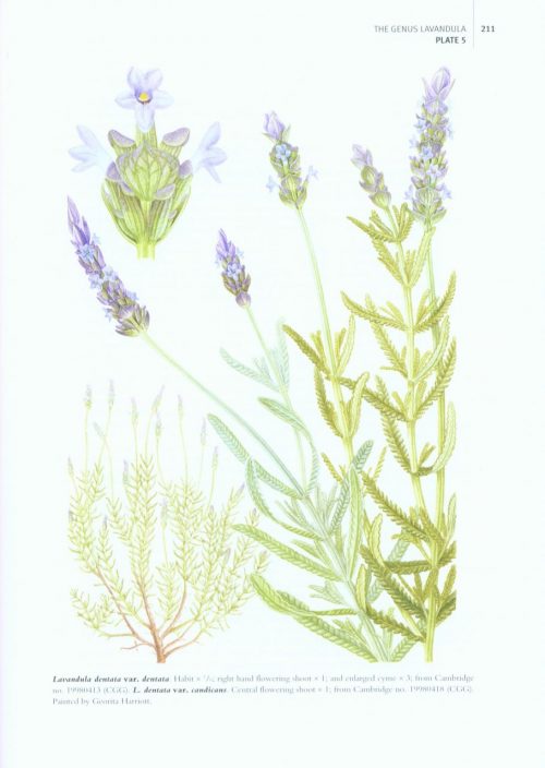 The Genus Lavandula - Image 3