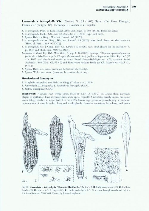 The Genus Lavandula - Image 4