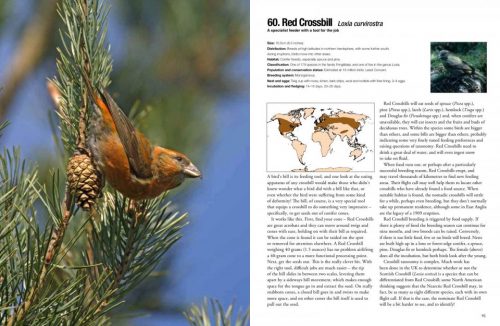 100 Birds to See in Your Lifetime: The Ultimate Wish-List for Birders Everywhere - Image 2