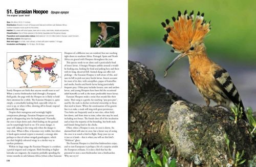 100 Birds to See in Your Lifetime: The Ultimate Wish-List for Birders Everywhere - Image 4