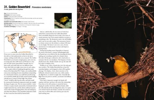 100 Birds to See in Your Lifetime: The Ultimate Wish-List for Birders Everywhere - Image 5