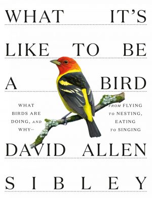 What It's Like to Be a Bird: From Flying to Nesting, Eating to Singing – What Birds Are Doing, and Why