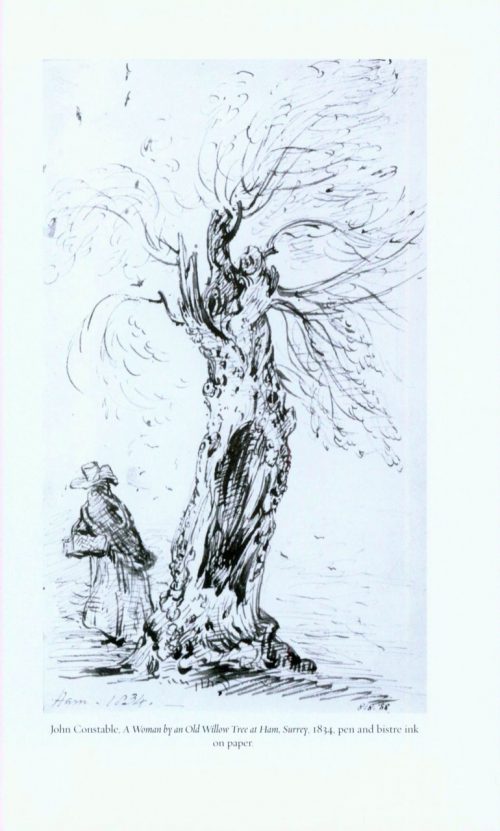 Willow - Image 5
