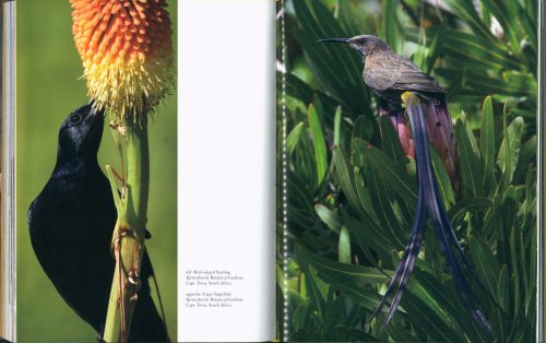 How to See Birds: An Enthusiast's Guide - Image 7